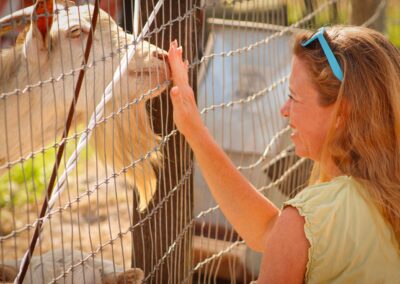 Petting Zoo